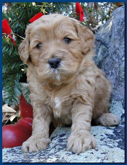 Dancer Ripley puppies 4 weeks old 012