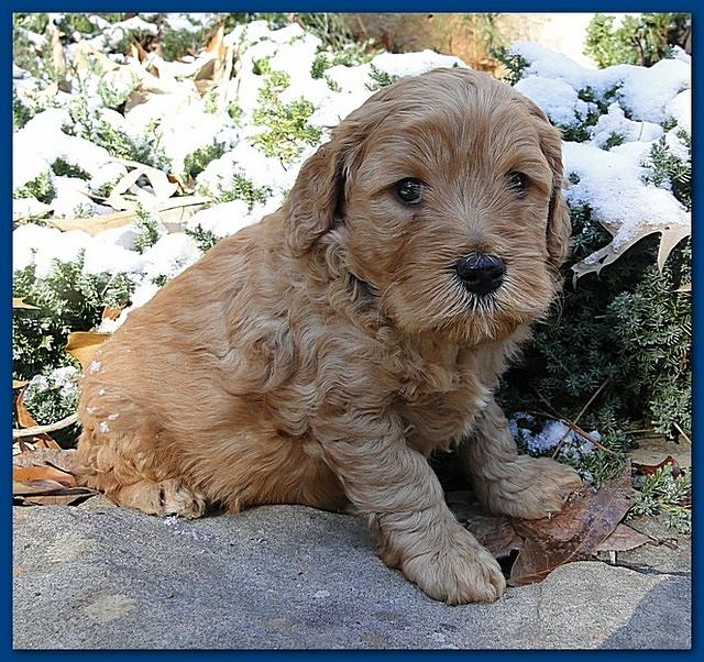 Dancer Ripley puppies 5 weeks old 004