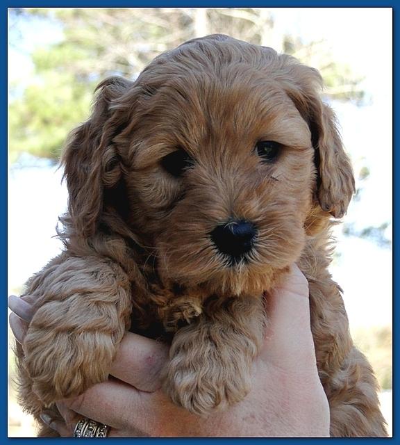 Dancer Ripley puppies 6 weeks old 026