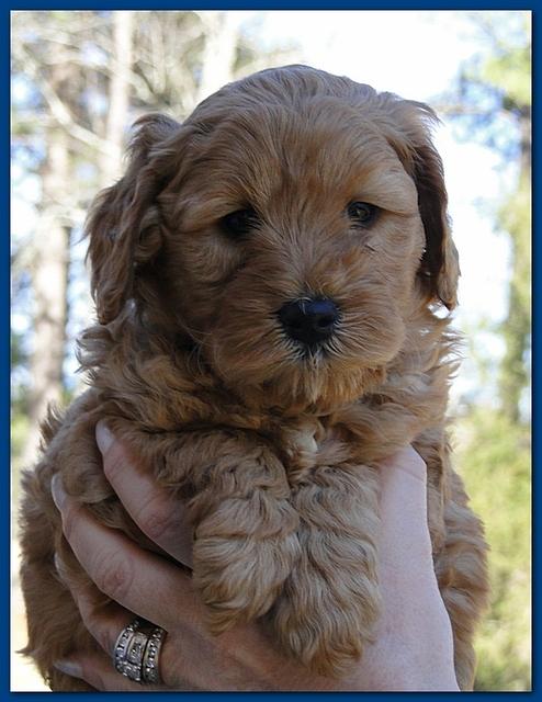 Dancer Ripley puppies 6 weeks old 031