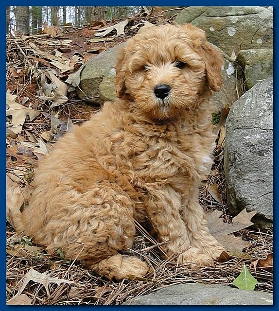 Dancer Ripley puppies 8 weeks old red and blue 007