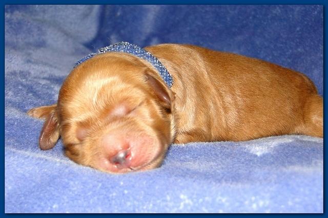 Dancer Ripley pups 4 days old 003