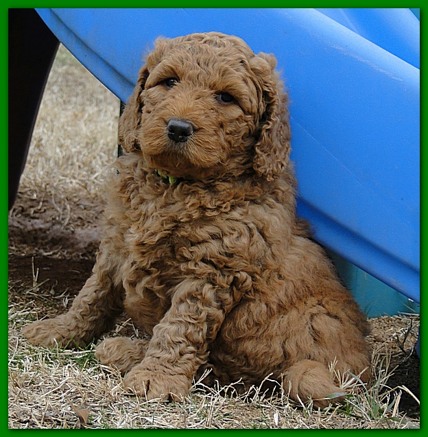 Dancer Bailey puppies 6 weeks old playtime 015