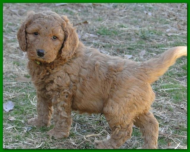 Dancer Bailey puppies 6 weeks old playtime 034
