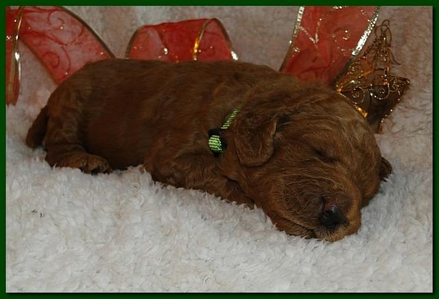 Dancer Ripley puppies 2 weeks old 10