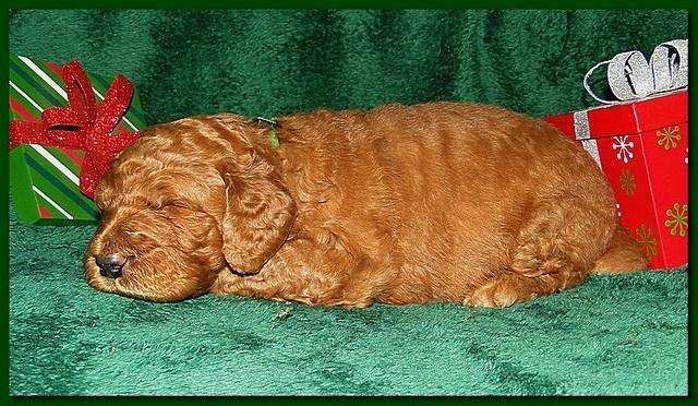 Dancer Ripley puppies 3 weeks old 074
