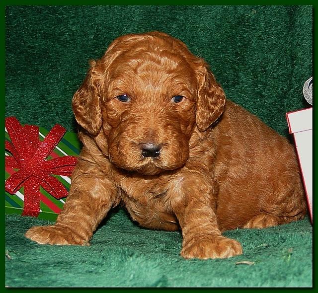 Dancer Ripley puppies 3 weeks old 078