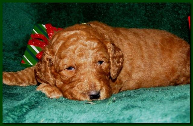 Dancer Ripley puppies 3 weeks old 079