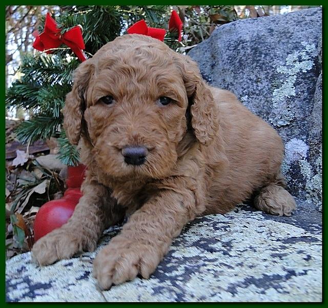 Dancer Ripley puppies 4 weeks old 019