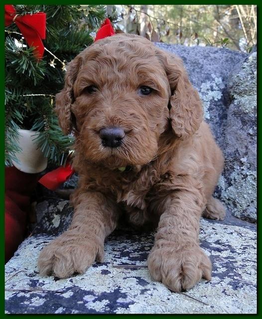 Dancer Ripley puppies 4 weeks old 020
