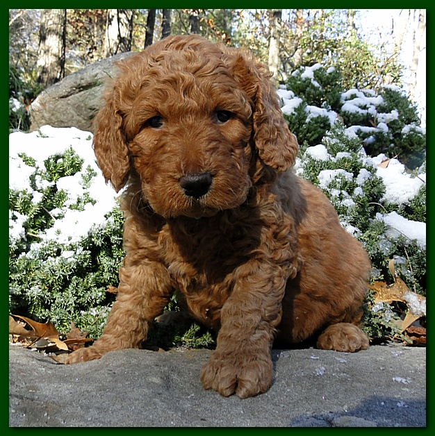 Dancer Ripley puppies 5 weeks old 011