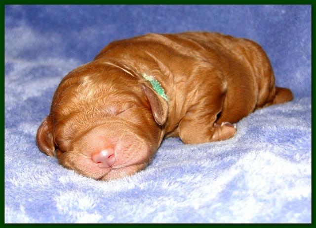 Dancer Ripley pups 4 days old 014