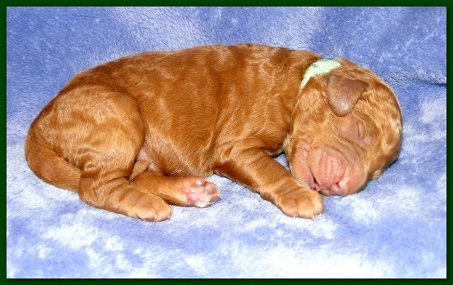 Dancer Ripley pups 4 days old 016