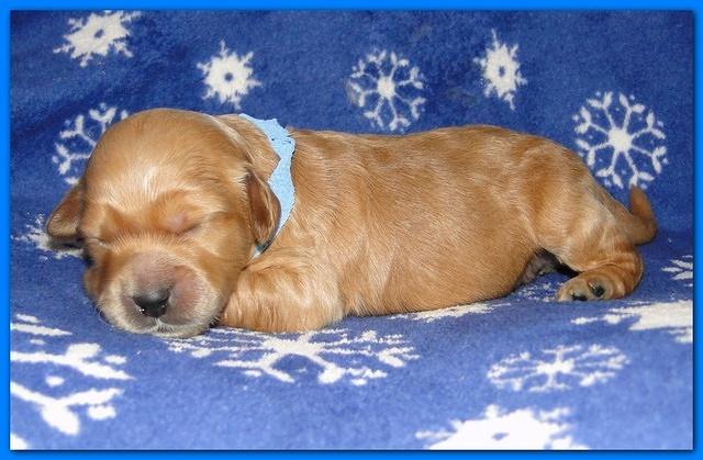 Dancer Ripley puppies 1 week old 020