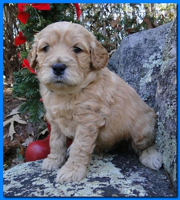 Dancer Ripley puppies 4 weeks old 035