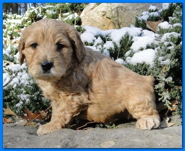 Dancer Ripley puppies 5 weeks old 020