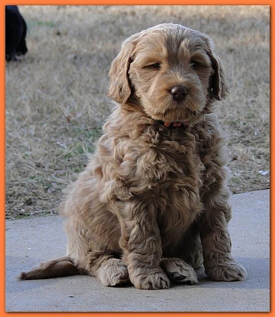 Dancer Bailey puppies 6 weeks old playtime 042