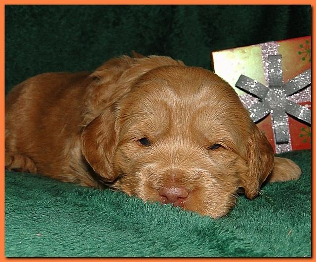 Dancer Ripley puppies 3 weeks old 081