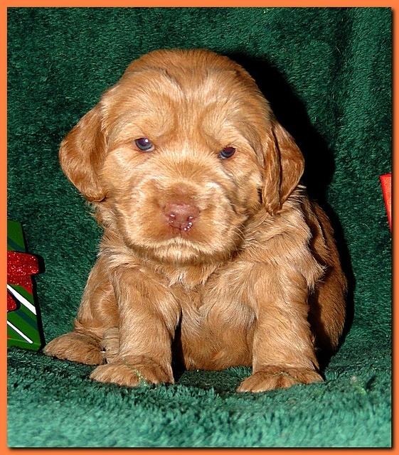 Dancer Ripley puppies 3 weeks old 082