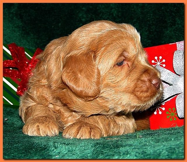 Dancer Ripley puppies 3 weeks old 085