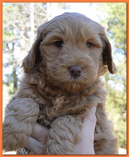 Dancer Ripley puppies 6 weeks old 041