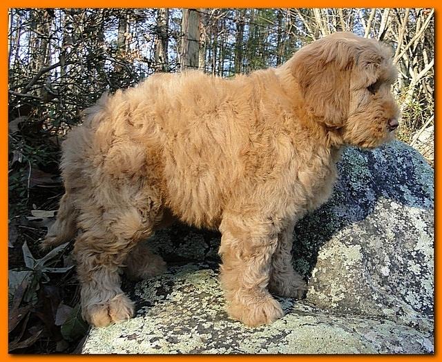 Dancer Ripley puppies 8 weeks old org 022