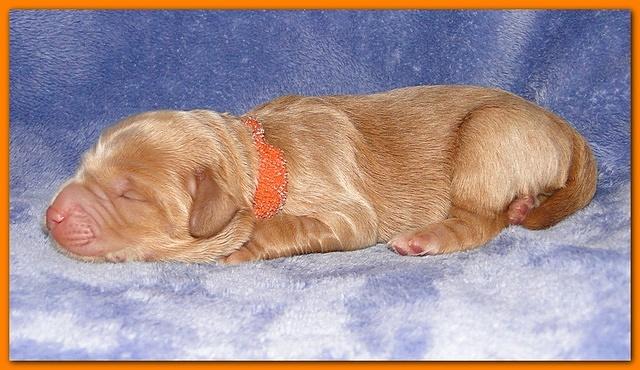 Dancer Ripley pups 4 days old 018