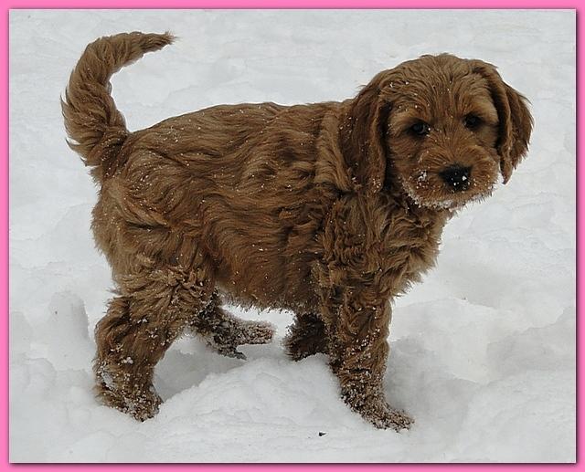 Dancer Bailey puppies 7 weeks snow 017