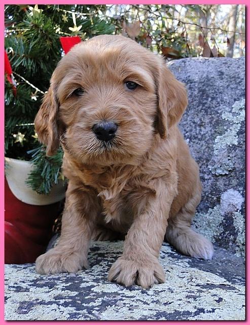 Dancer Ripley puppies 4 weeks old 048