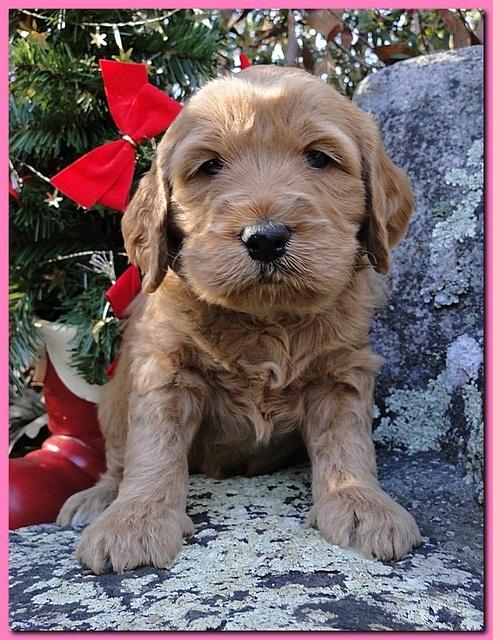 Dancer Ripley puppies 4 weeks old 049