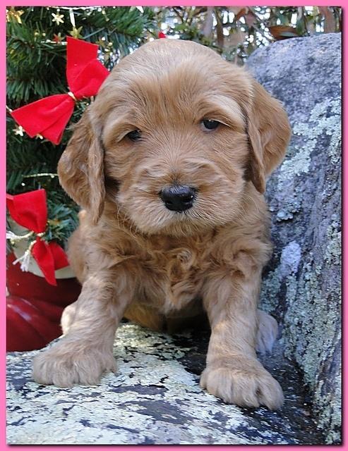 Dancer Ripley puppies 4 weeks old 073