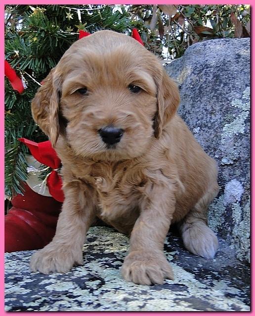 Dancer Ripley puppies 4 weeks old 075