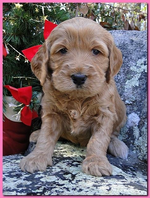 Dancer Ripley puppies 4 weeks old 076