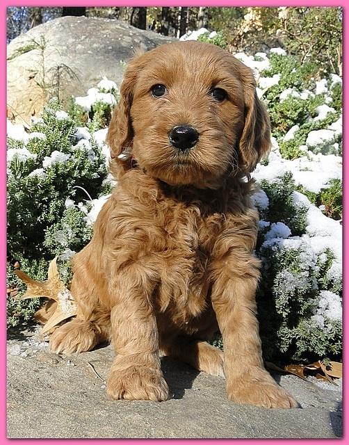 Dancer Ripley puppies 5 weeks old 027