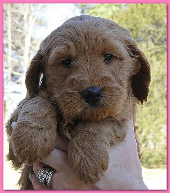 Dancer Ripley puppies 6 weeks old 012