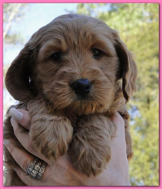 Dancer Ripley puppies 6 weeks old 013