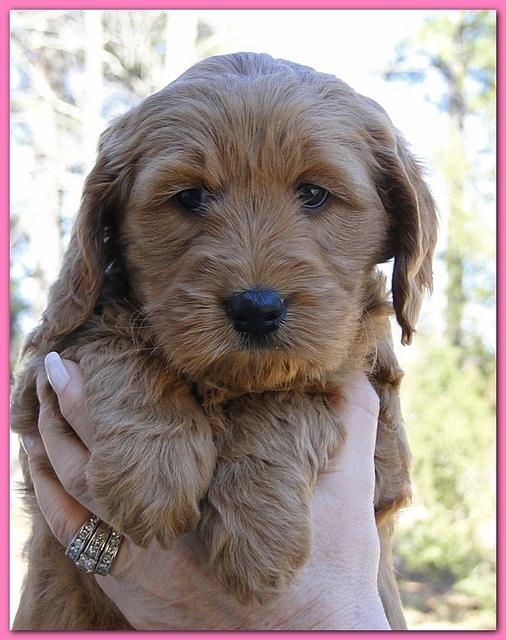 Dancer Ripley puppies 6 weeks old 014