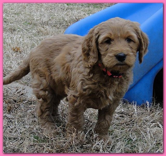Dancer Ripley puppies 6 weeks old 024