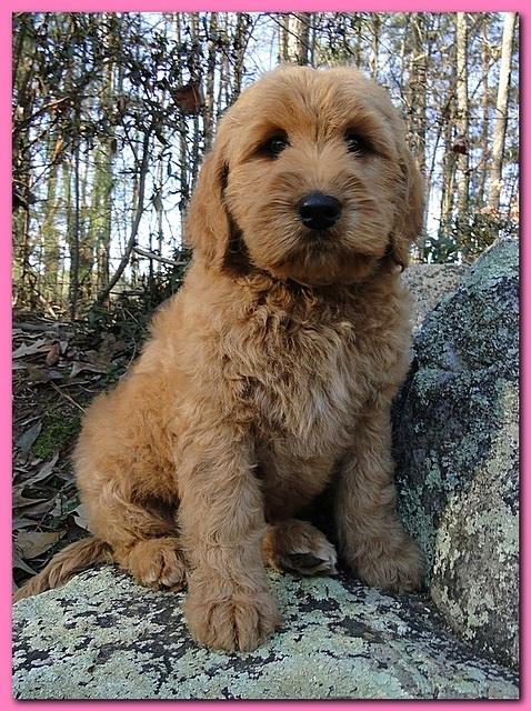 Dancer Ripley puppies 8 weeks old pink 008