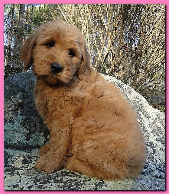 Dancer Ripley puppies 8 weeks old pink 010