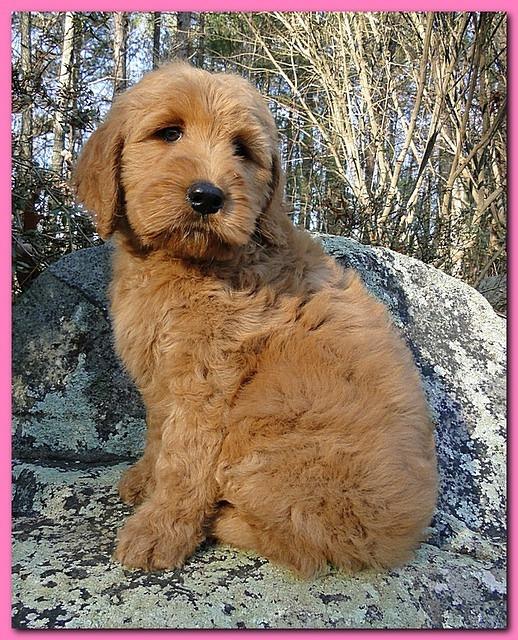 Dancer Ripley puppies 8 weeks old pink 013
