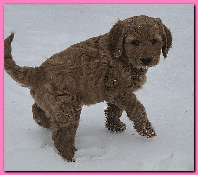 Snow day Jan 2011 026