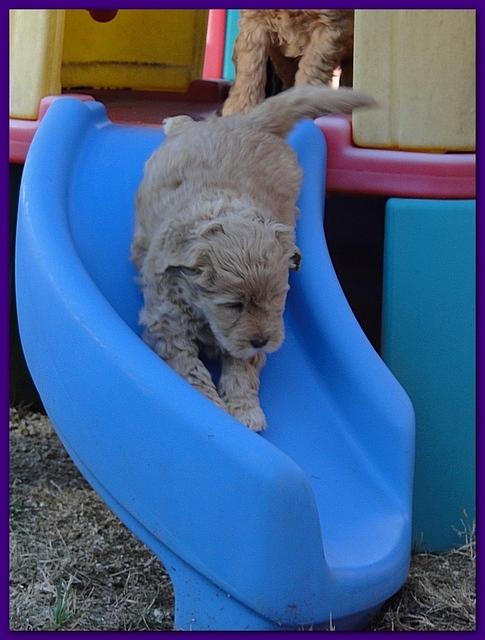 Dancer Bailey puppies 6 weeks old playtime 038