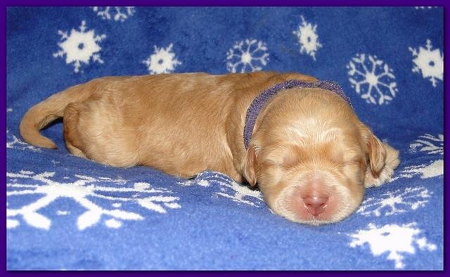 Dancer Ripley puppies 1 week old 025