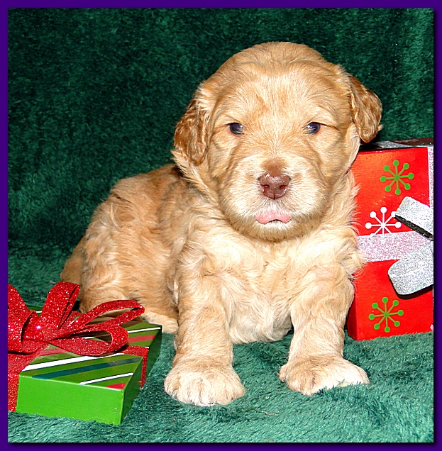 Dancer Ripley puppies 3 weeks old 107