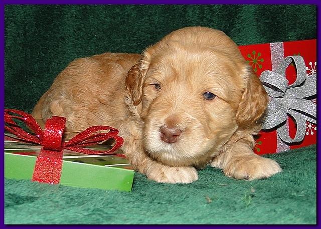 Dancer Ripley puppies 3 weeks old 111