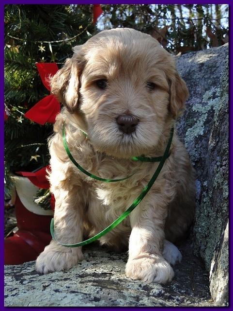 Dancer Ripley puppies 4 weeks old 061