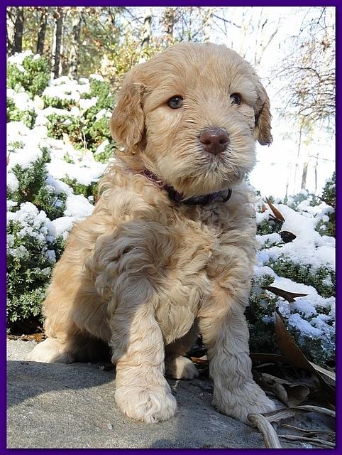 Dancer Ripley puppies 5 weeks old 028