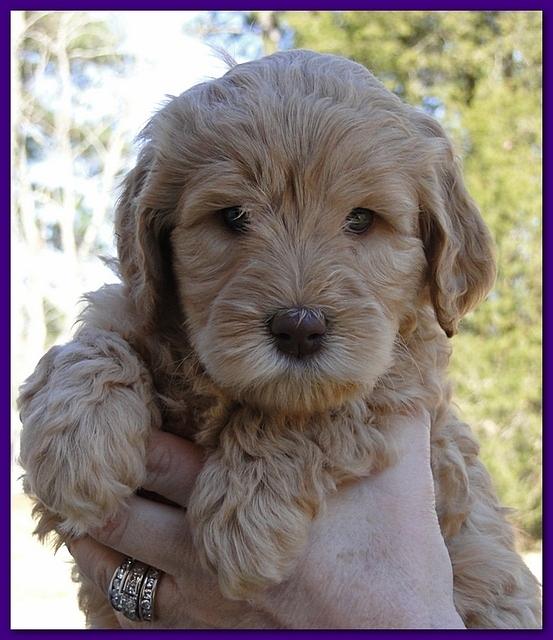 Dancer Ripley puppies 6 weeks old 045