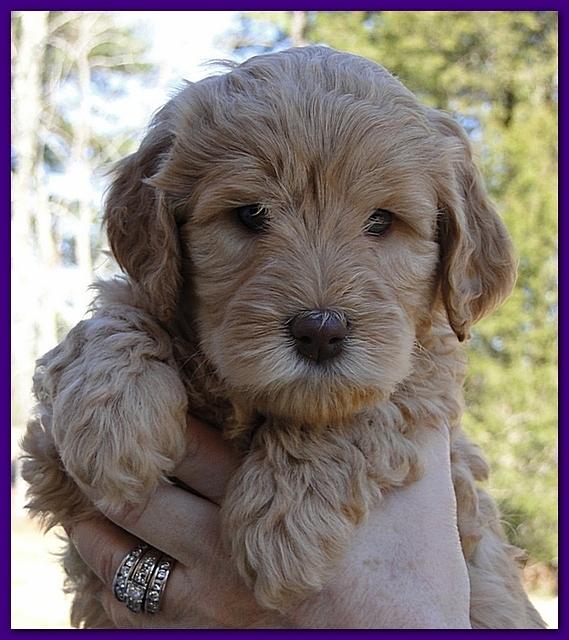 Dancer Ripley puppies 6 weeks old 047